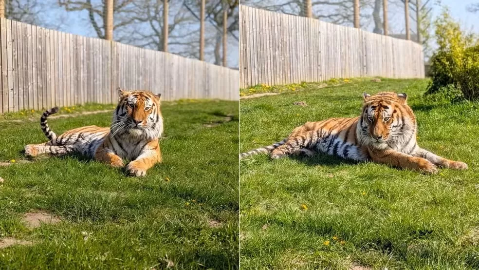 Homem morre após entrar em recinto de tigre em zoológico na Inglaterra