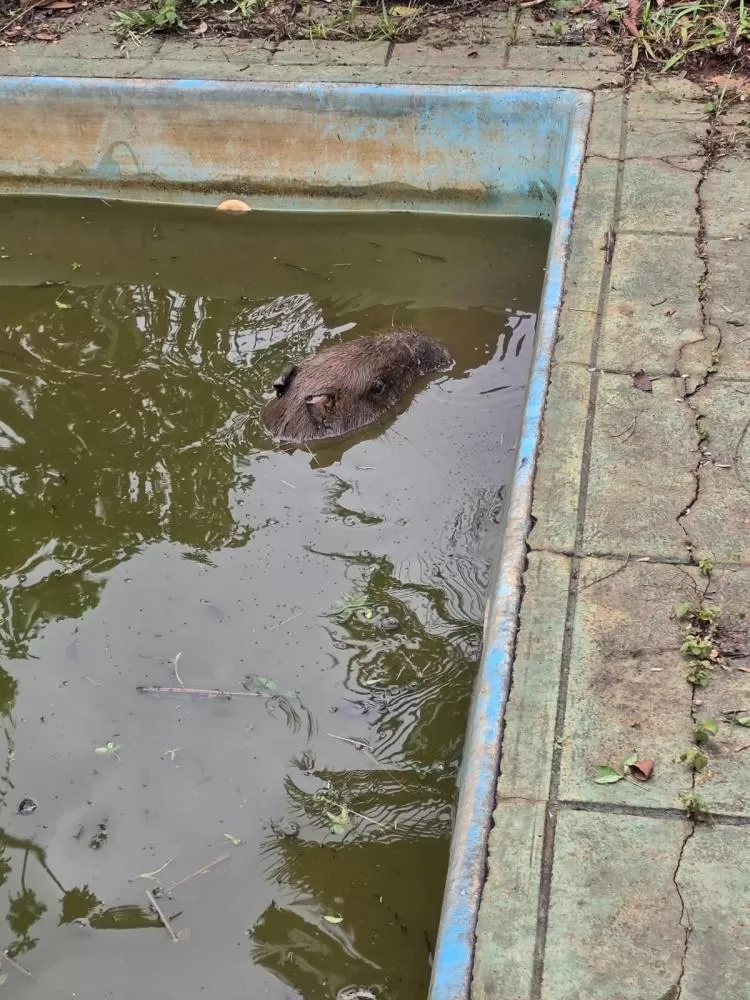 Bombeiros resgatam capivara que caiu em piscina abandonada em Congonhas
