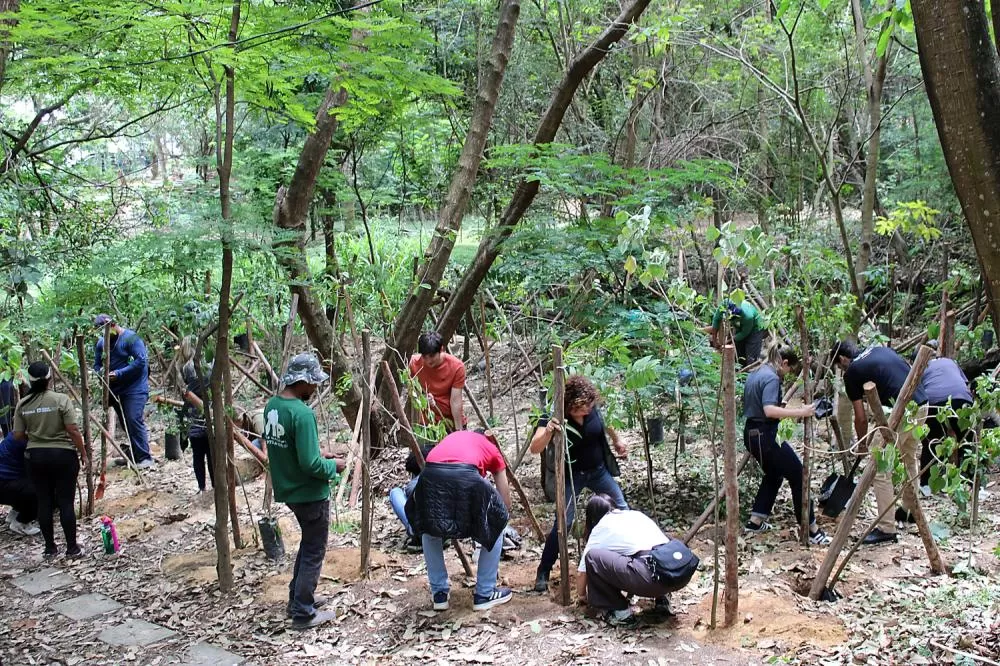 Parque da Pampulha receberá mais de 2 mil árvores nos próximos 30 dias