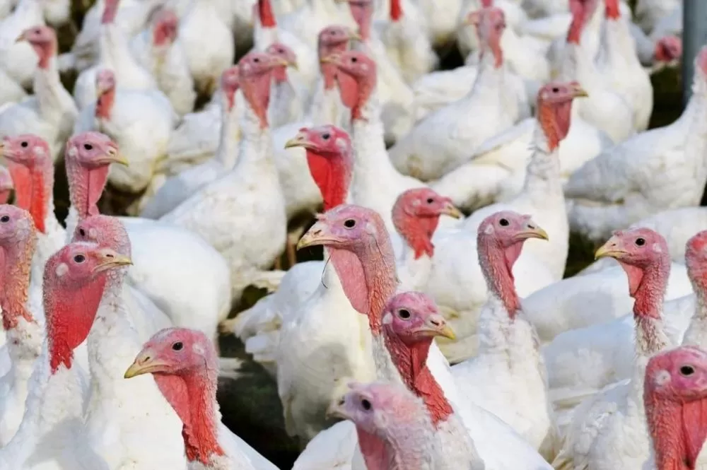 Santa Catarina registra segundo foco de doença de Newcastle em criação de aves
