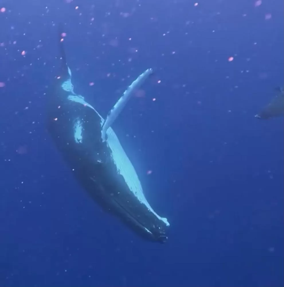 Encontro com oito baleias em Moorea encanta turistas durante passeio no Pacífico