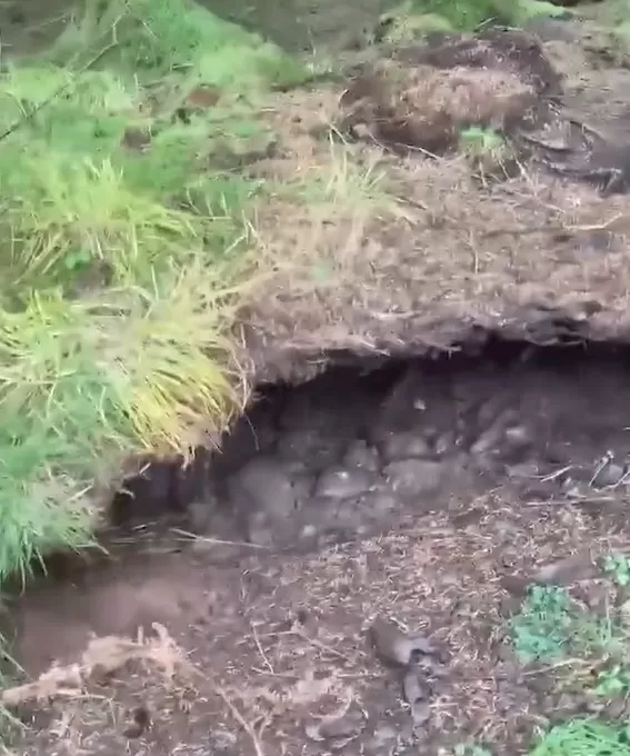 Floresta que parece respirar no Canadá intriga visitantes; entenda o fenômeno