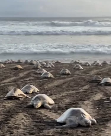 Costa Rica abriga espécies de tartarugas marinhas e atrai visitantes para observação
