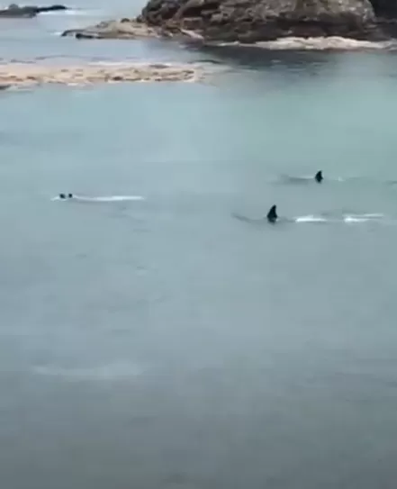 Vídeo mostra encontro impressionante entre duas orcas e crianças em praia da Nova Zelândia; veja
