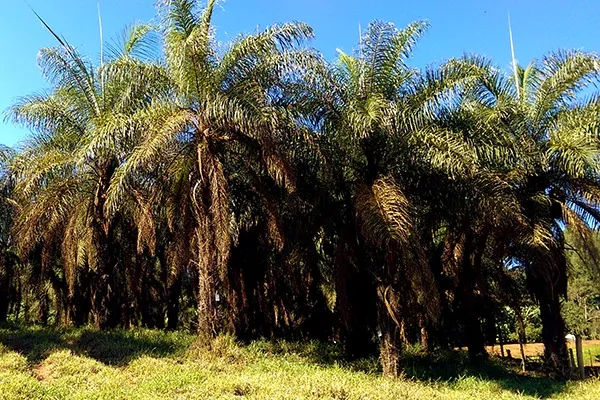 Palmeira Macaúba se torna patrimônio cultural de Santa Luzia