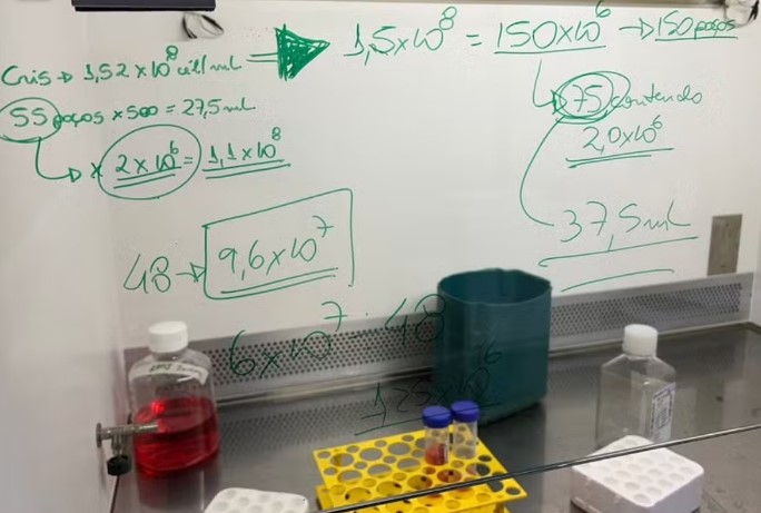 Pesquisadores da UFMG descobrem disfunções de células do sistema imunológico com casos graves de dengueem pacientes 
