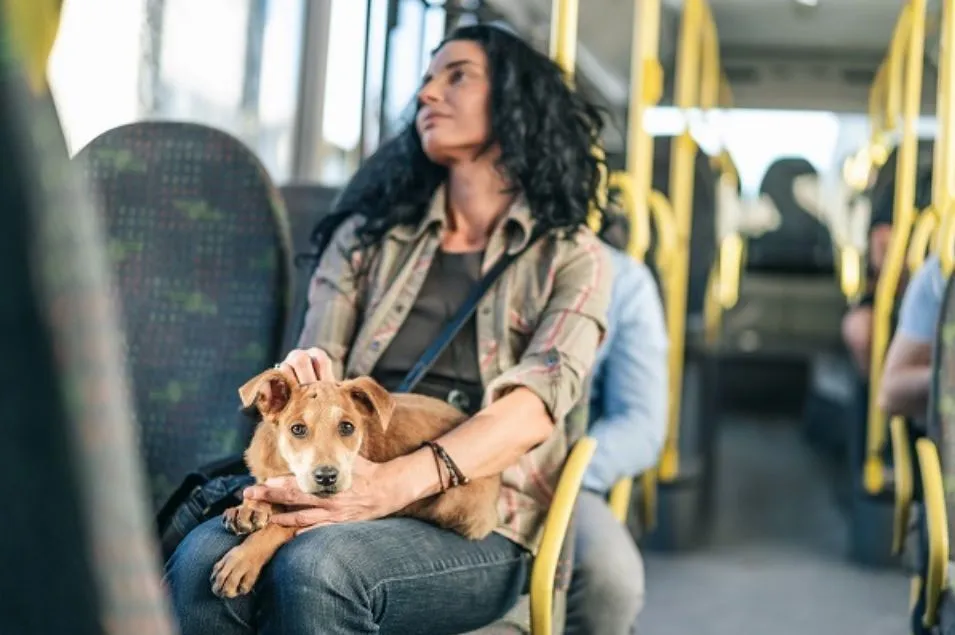 BH sanciona lei que permite transporte de animais domésticos em ônibus