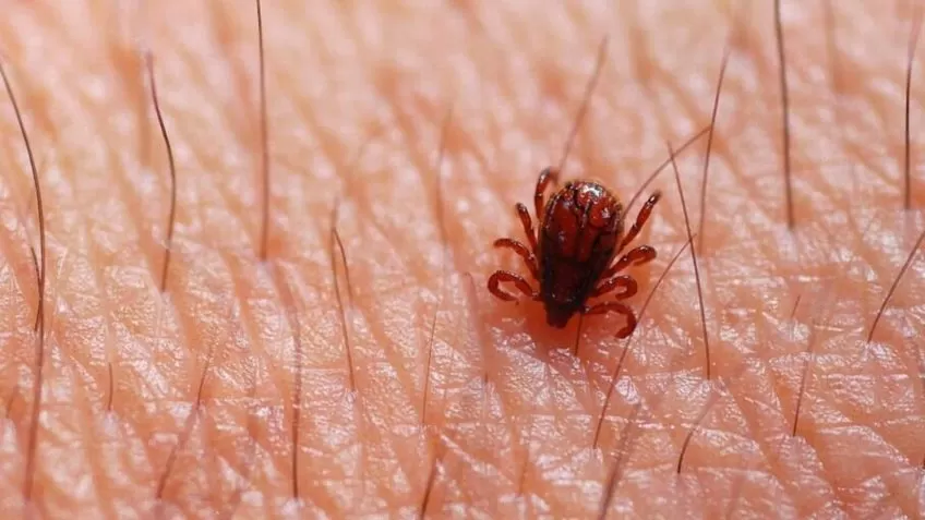 Minas Gerais registra 22 casos de febre maculosa em sete meses 