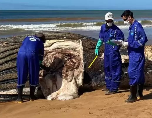 Metais do desastre de Mariana chegam às baleias: impactos persistem após 9 anos