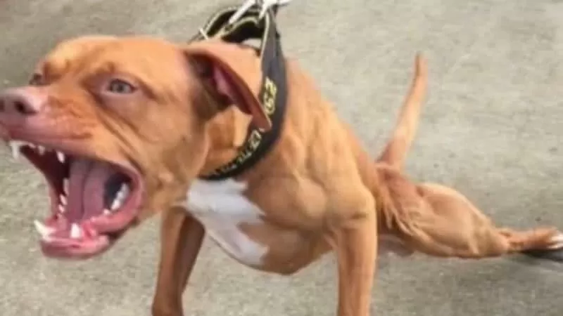Pitbull ataca idoso durante festa infantil na Grande BH; cão morre asfixiado após ser contido