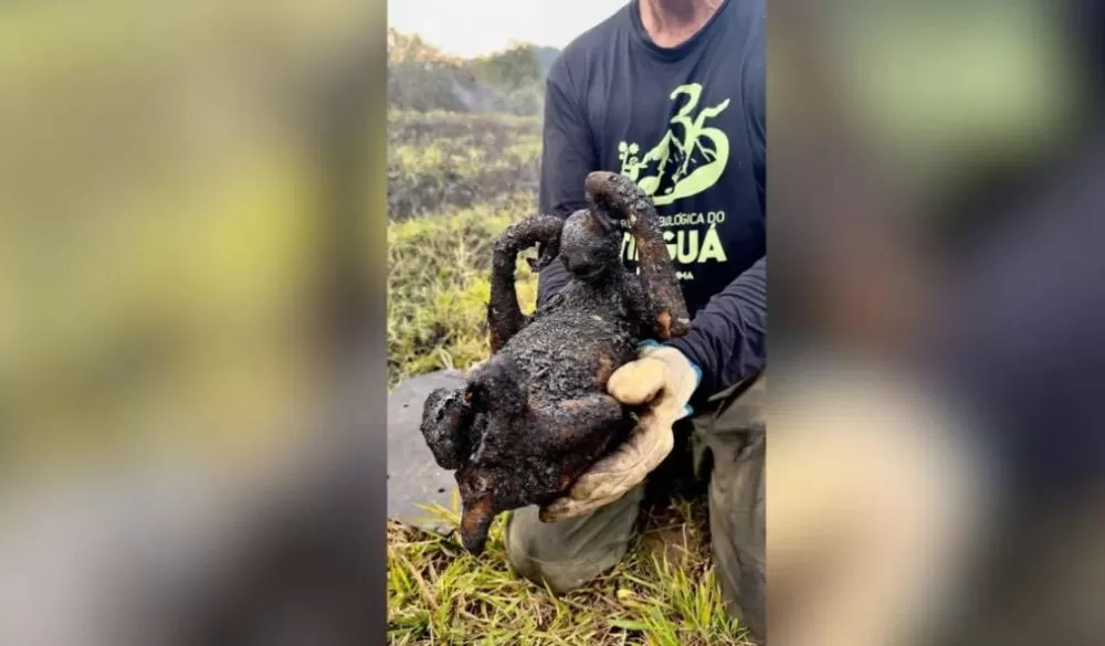 Bicho-preguiça é encontrado carbonizado após incêndio no Rio de Janeiro
