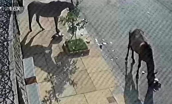 Pedro Leopoldo terá empresa responsável por recolhimento de animais soltos nas ruas