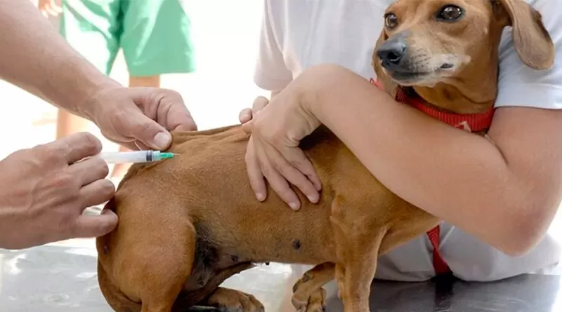 Lagoa Santa realiza Campanha de Vacinação Antirrábica para cães e gatos entre os dias 21 e 28 de setembro