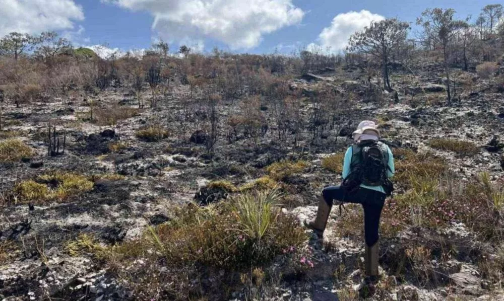 Incêndios no Cerrado Mineiro Ameaçam Extinção de Plantas Raras