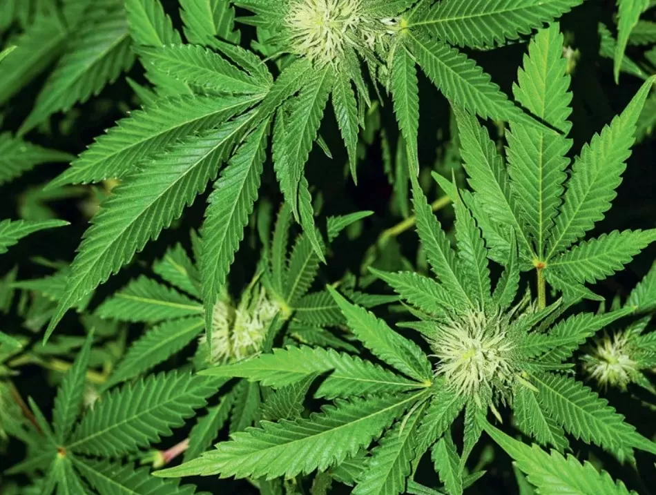 Polícia apreende nove pés de maconha e prende suspeito em operação em Matozinhos