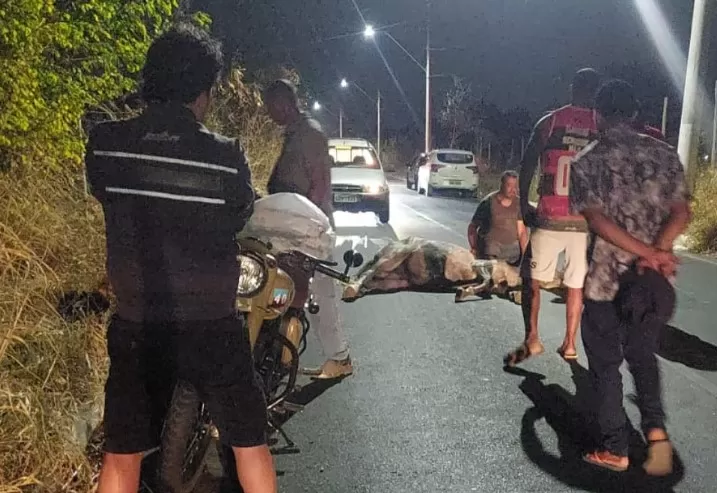 Acidente entre motoboy e cavalo deixa dois feridos em Lagoa Santa