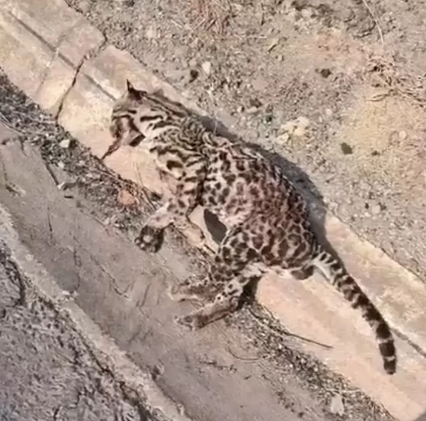 Onça é encontrada morta após atropelamento na MG-424 em Matozinhos