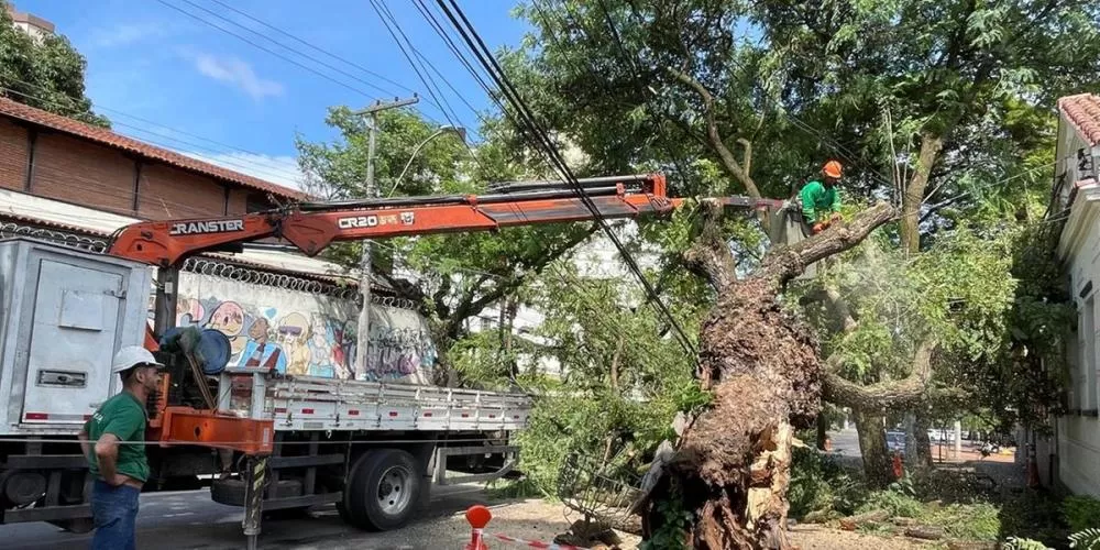 Fortes chuvas causam queda de 28 árvores em Minas Gerais
