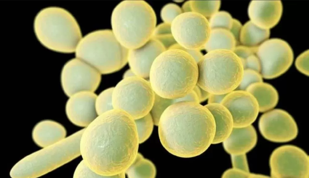 Belo Horizonte confirma dois novos casos de superfungo Candida auris; 24 são investigados