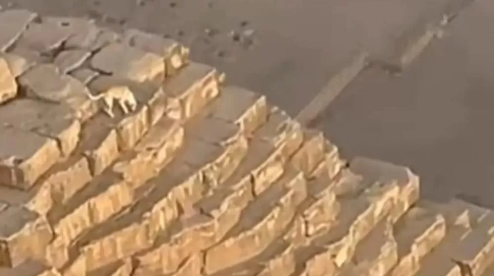 Cachorro é flagrado no topo da maior pirâmide do mundo, no Egito