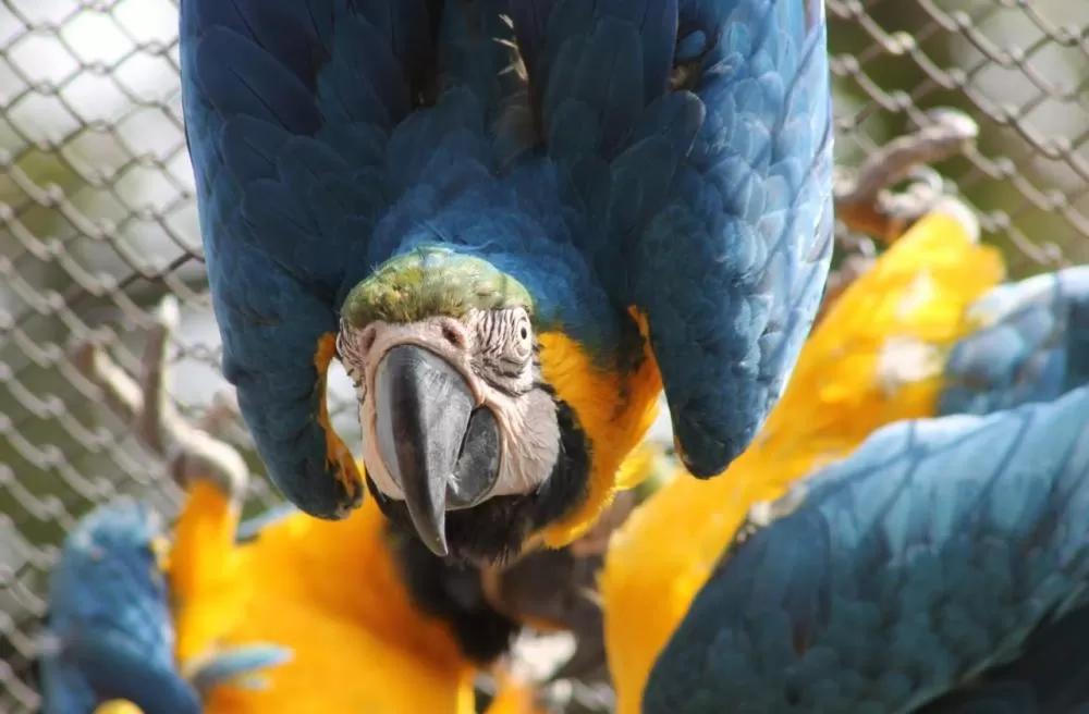Zoológico de BH recebe aves vítimas do tráfico de animais silvestres