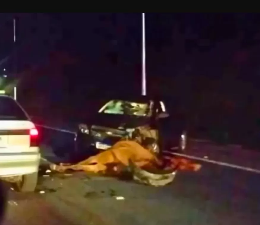 Cavalo solto causa grave acidente na MG-010