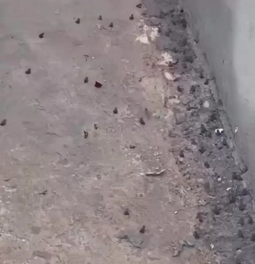 Moradores de Lagoa Santa convivem com invasão de sapos em seus quintais