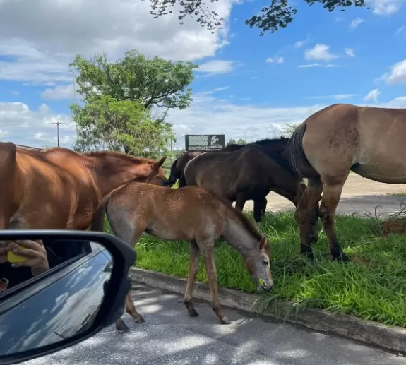 Prefeitura de Pedro Leopoldo inicia recolhimento de animais de grande porte soltos pelas ruas da cidade