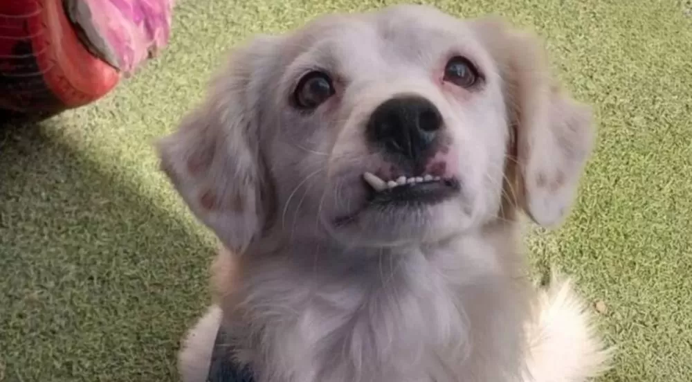 Homem é indiciado por agredir cães com pedaço de madeira na Grande BH 