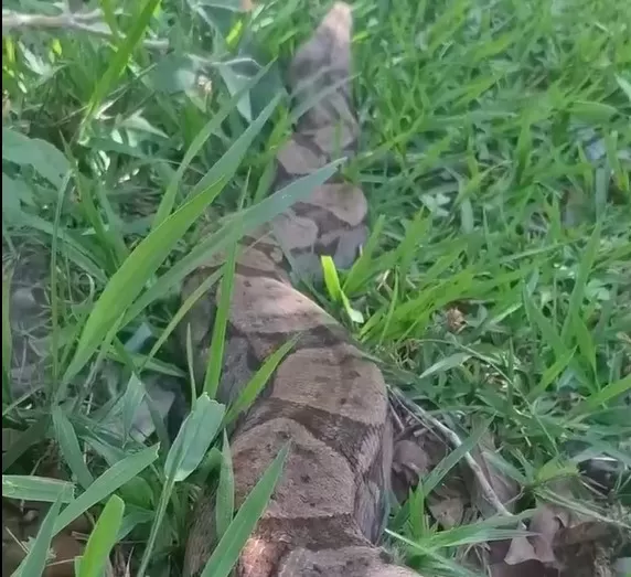 Jiboia de 2,20 metros é encontrada na Serra do Cipó em Jaboticatubas