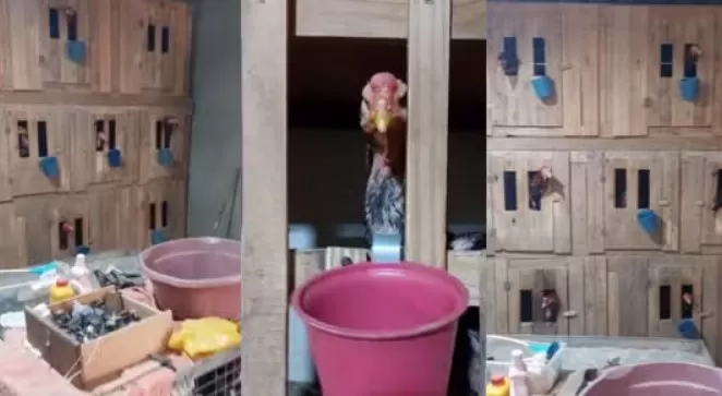 Polícia apreende 86 aves usadas em rinhas de galo em Ribeirão das Neves