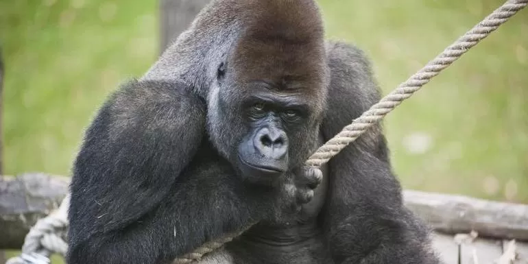 Zoológico de BH recebe gorila estrangeiro Bu-Bu para promoção da conservação da espécie