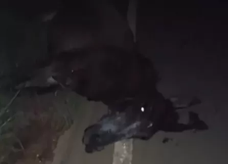 Caminhonete colide com burro na MG-010 em Jaboticatubas e animal morre no local