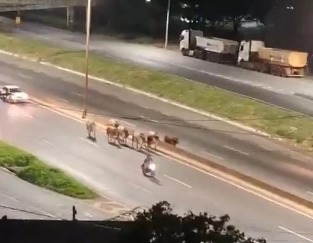 Bois invadem Anel Rodoviário em BH e dois são abatidos pela polícia