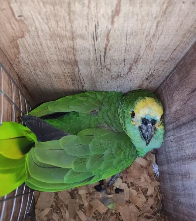 Multa de R$ 34 mil é aplicada a responsável por manter papagaios em cativeiro em Matozinhos