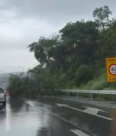 Árvore de grande porte interdita faixa da MG-010 em Vespasiano