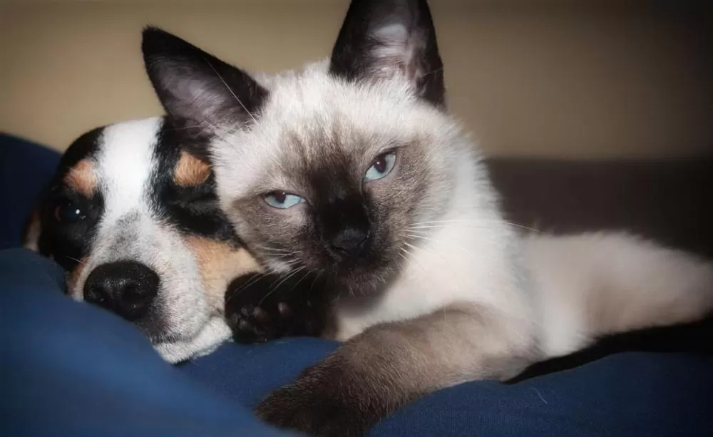 Cães e gatos terão carteira de identidade a partir de 2025