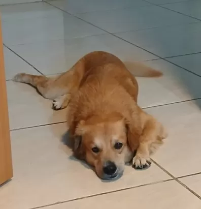 Cachorro é morto a tiros por policial aposentado em Santa Luzia