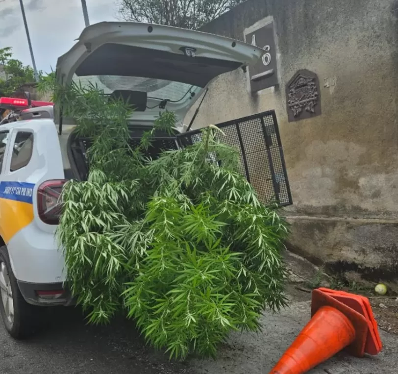 Polícia Militar apreende pé de maconha de dois metros em Pedro Leopoldo
