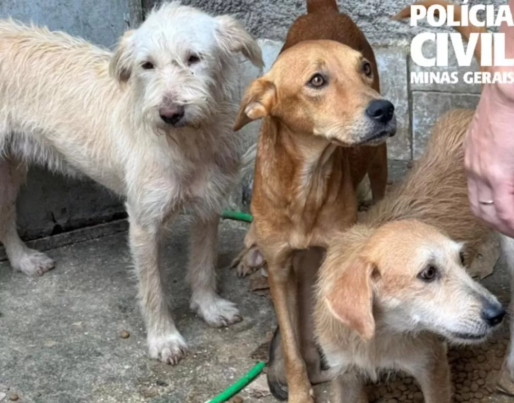 Homem é preso suspeito de maus-tratos a 11 cachorros em Belo Horizonte