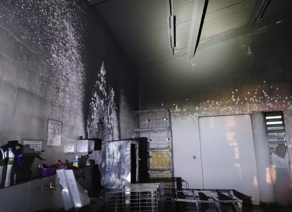Incêndio atinge ambulatório veterinário no Parque Municipal de BH e causa morte de gatos