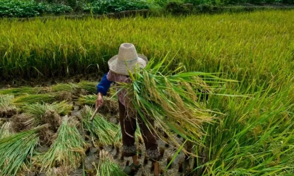 Mais de 2 mil trabalhadores são resgatados do trabalho escravo no Brasil em 2024