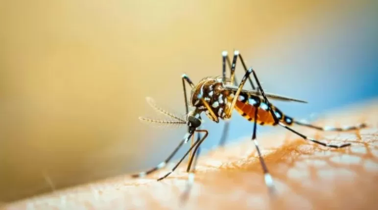 Minas Gerais registra primeira morte por febre amarela em 2025