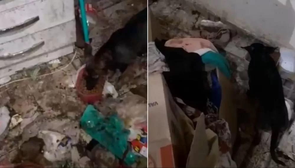 Imóvel em Vespasiano é alvo de fiscalização após denúncia de maus-tratos a animais