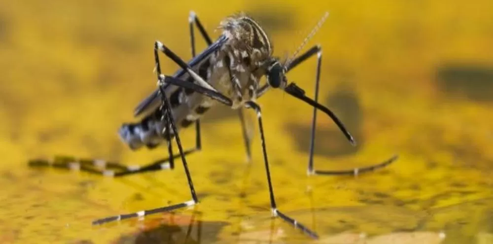 Minas Gerais registra novo caso suspeito de febre amarela nesta semana