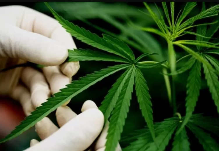 STJ mantém prazo até maio para regulamentação do cultivo de maconha medicinal no Brasil