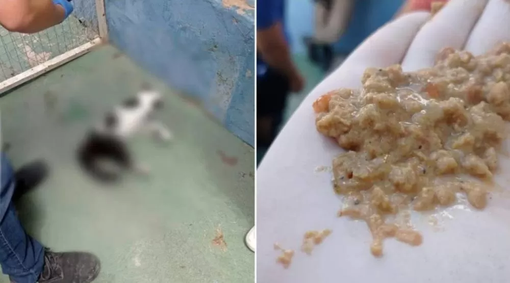 Suposto envenenamento mata 10 gatos em ONG de Belo Horizonte