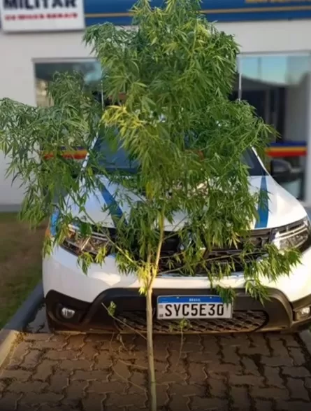Homem é preso em Matozinhos por cultivar pé de maconha no quintal