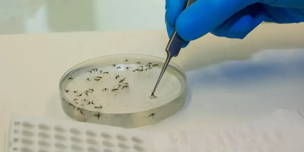 Minas confirma mais duas mortes por dengue e investiga outros 37 óbitos