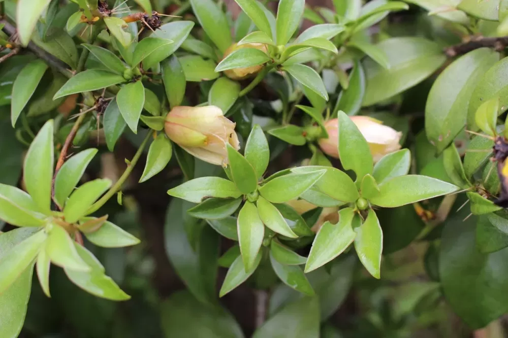 Anvisa proíbe venda de suplementos alimentares à base de ora-pro-nóbis